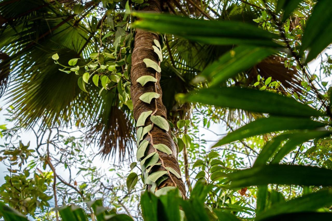 Trinity Links Resort Cairns Eksteriør bilde
